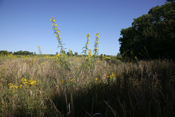 East Shortgrass Prairie