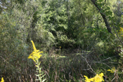 Fall view Wetland 4