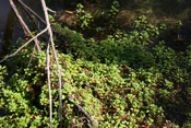 Water Purslane
