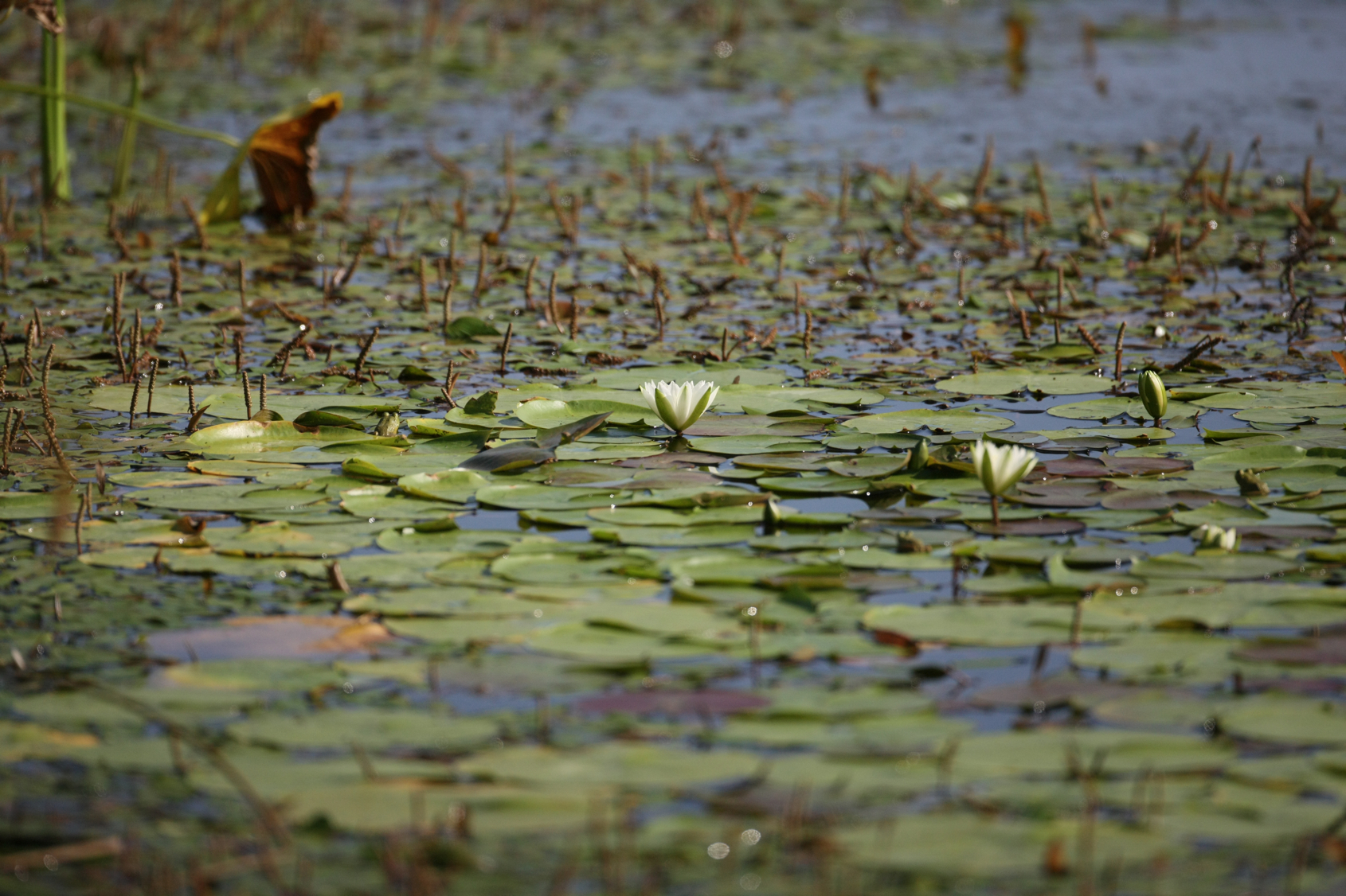 Full Size Image = 14138 K