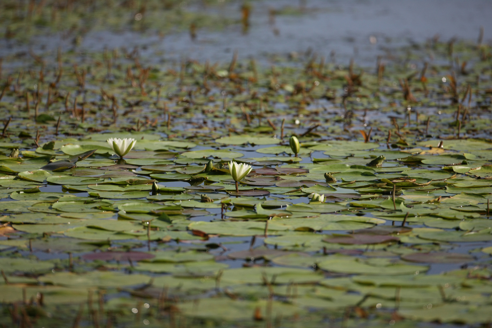 Full Size Image = 13913 K