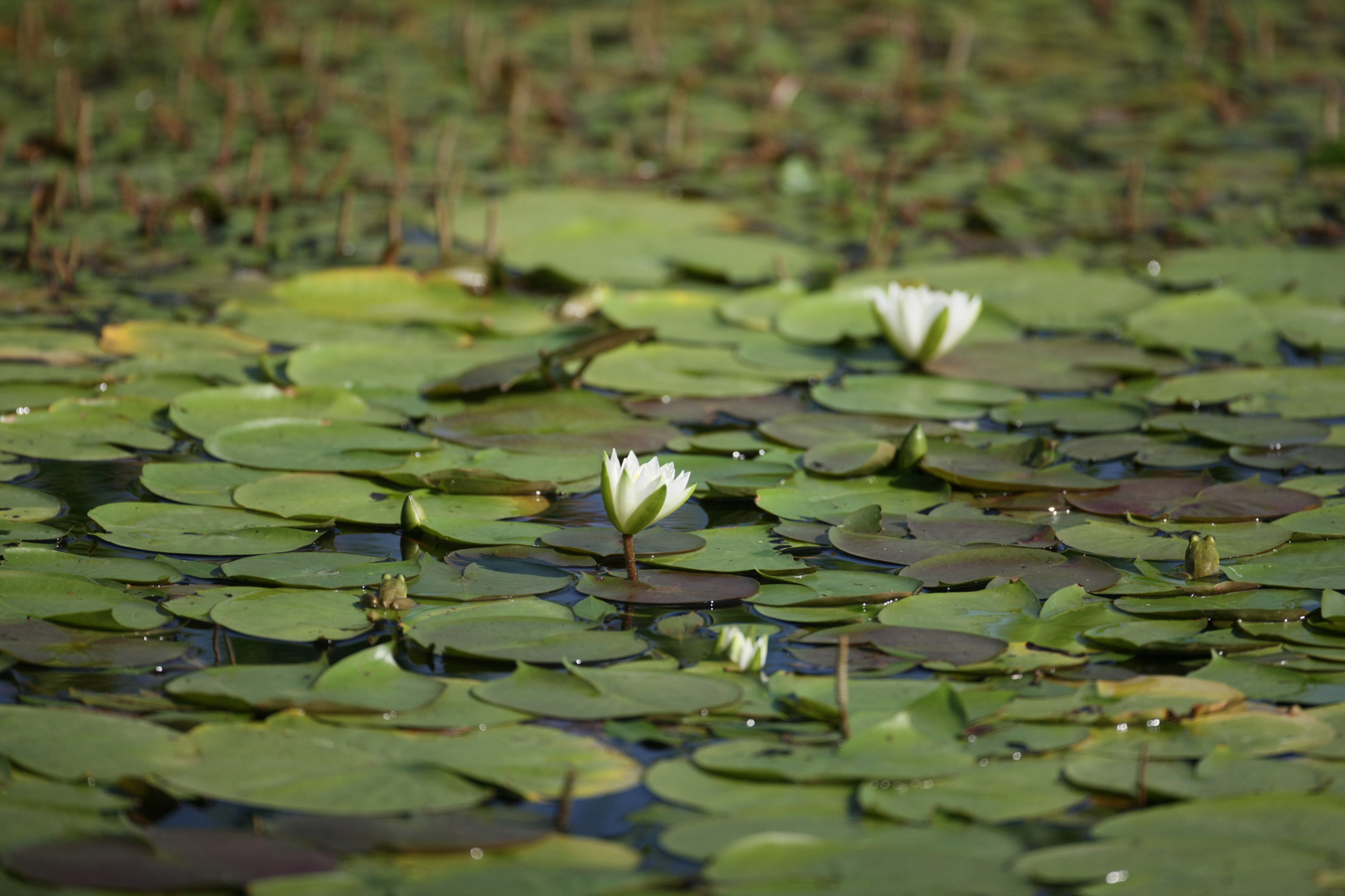 Full Size Image = 13115 K