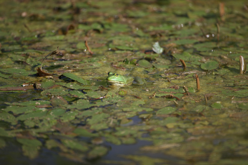 Full Size Image = 4022 K