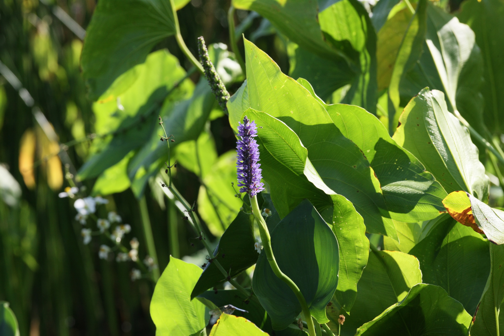 Full Size Image = 13177 K