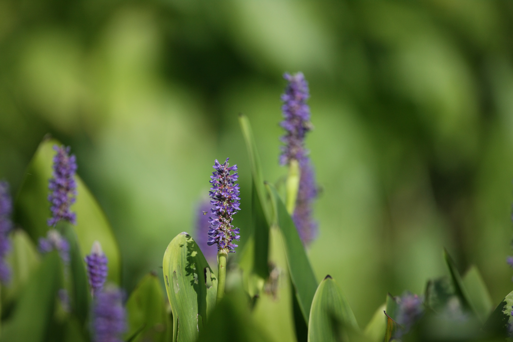 Full Size Image = 11763 K