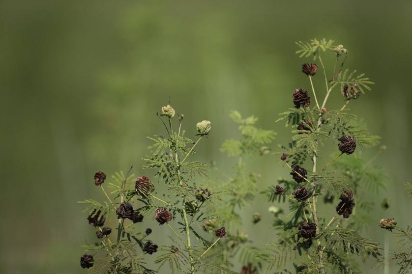 Full Size Image = 3687 K