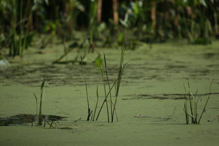 Full Size Image = 3597 K