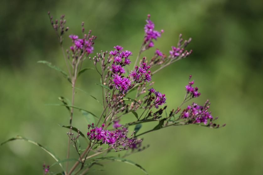 Full Size Image = 3623 K