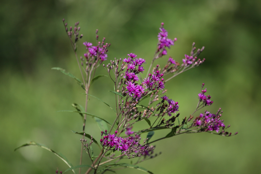 Full Size Image = 3671 K