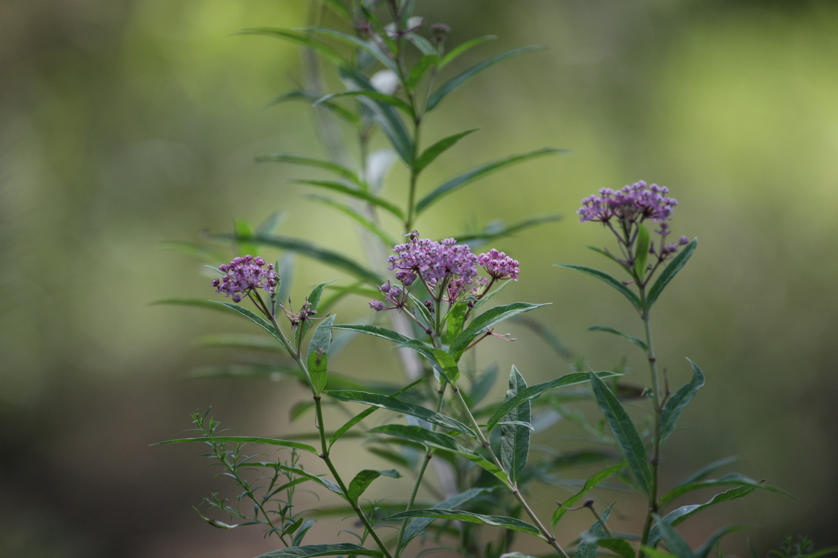 Full Size Image = 3538 K