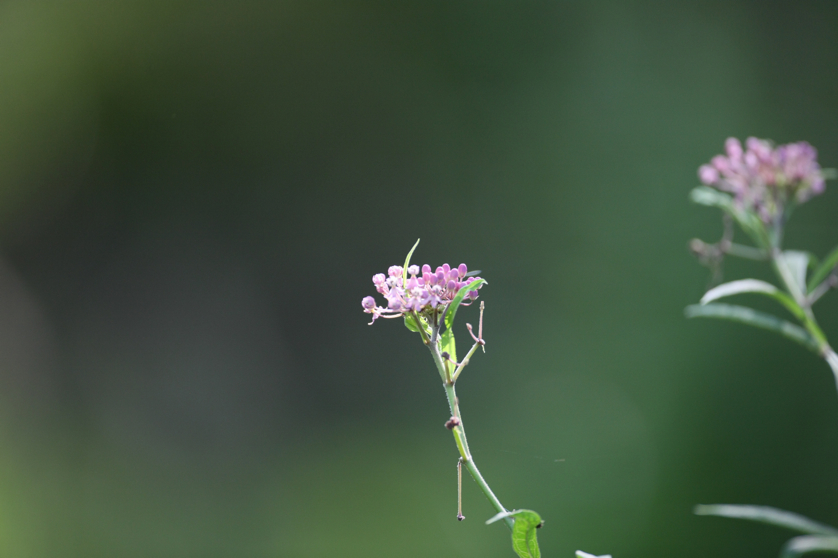 Full Size Image = 3332 K