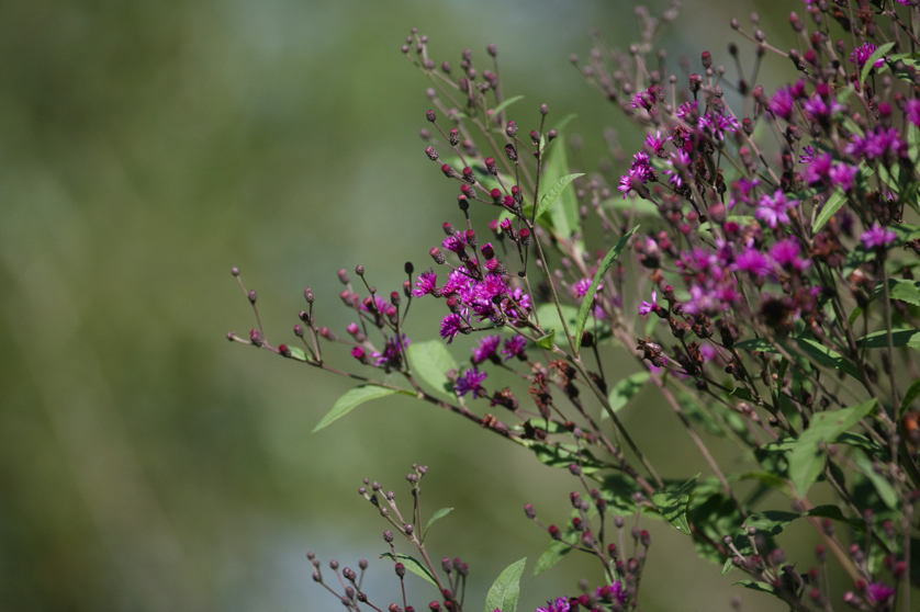 Full Size Image = 3859 K