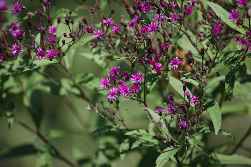 Full Size Image = 4331 K