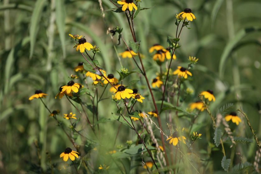 Full Size Image = 3874 K