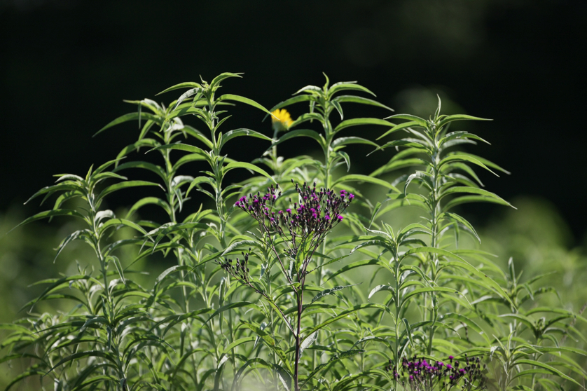 Full Size Image = 4072 K