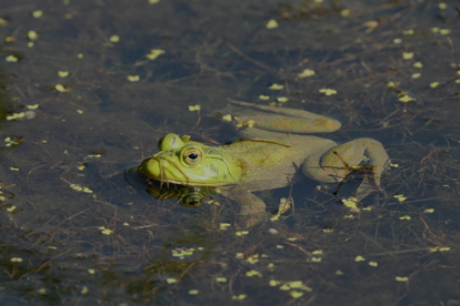 Full Size Image = 851 K