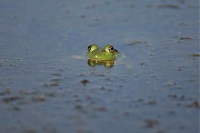 Full Size Image = 675 K