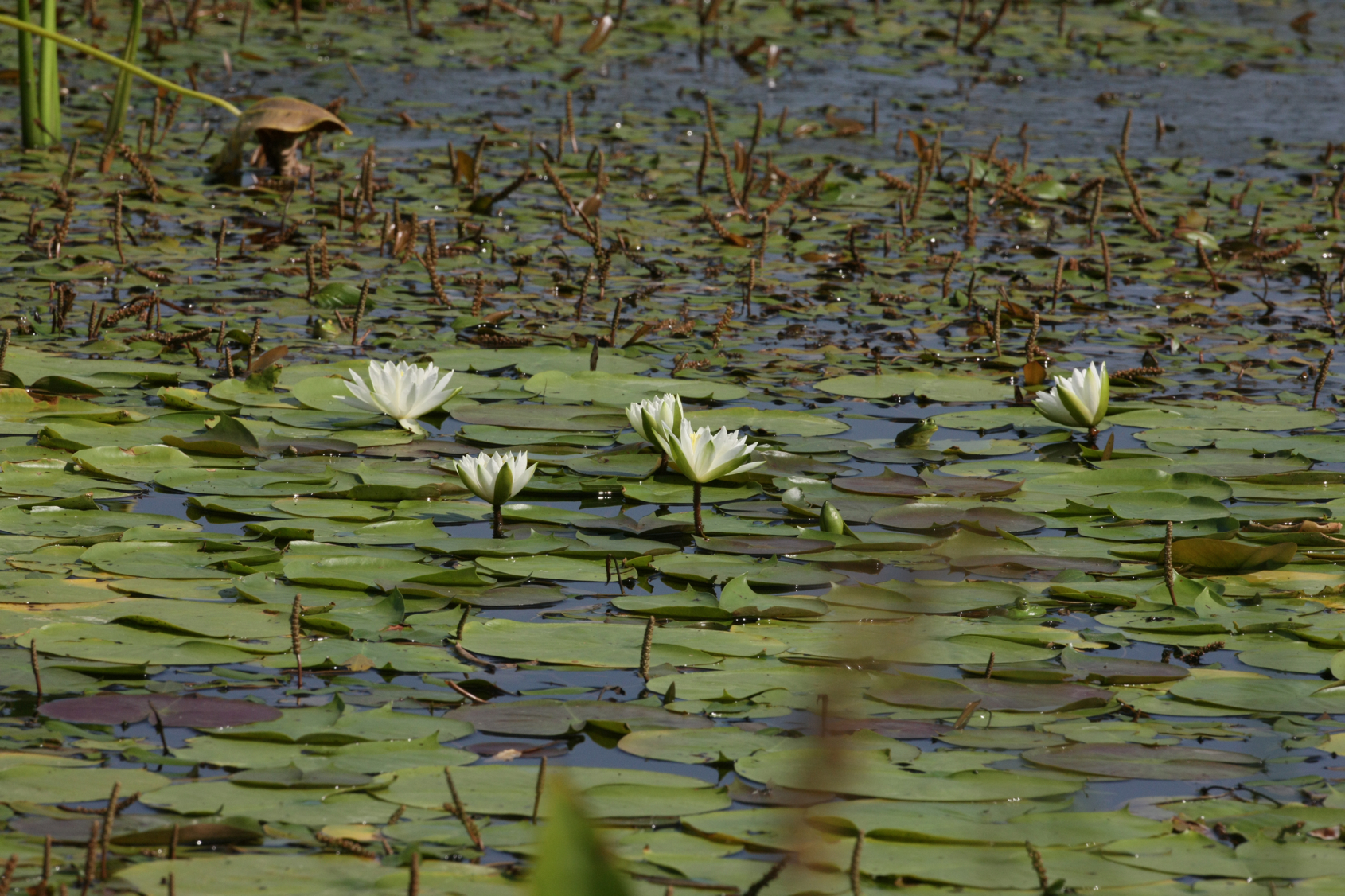 Full Size Image = 15045 K