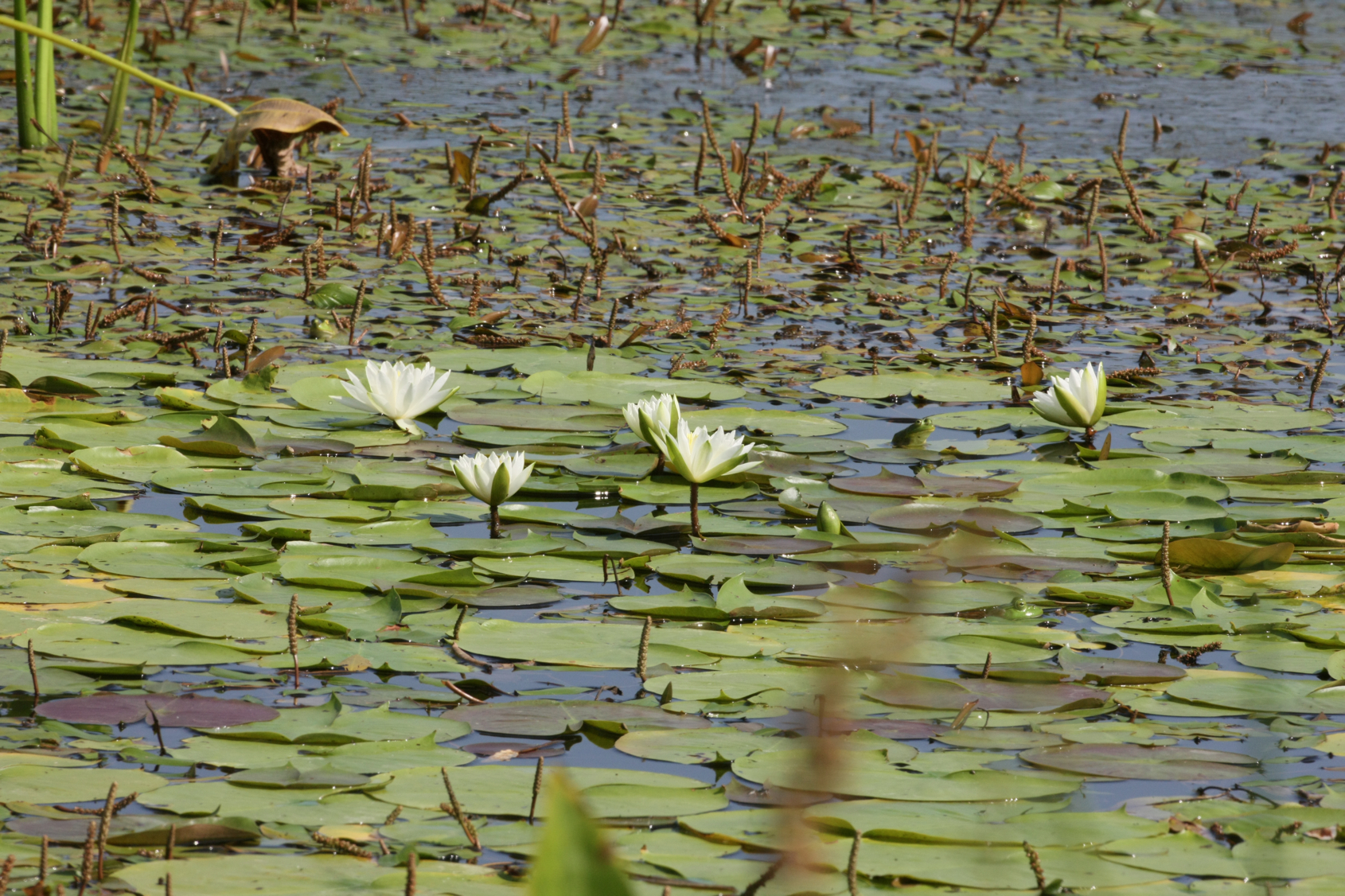 Full Size Image = 15639 K