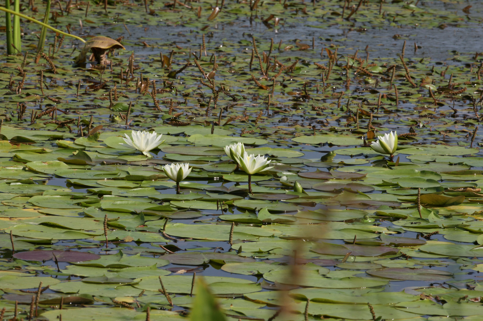 Full Size Image = 15476 K