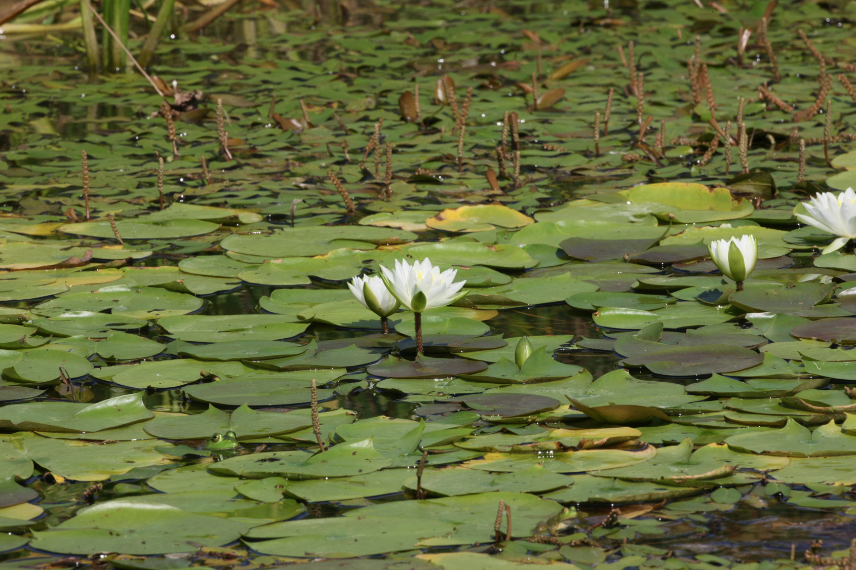 Full Size Image = 14571 K