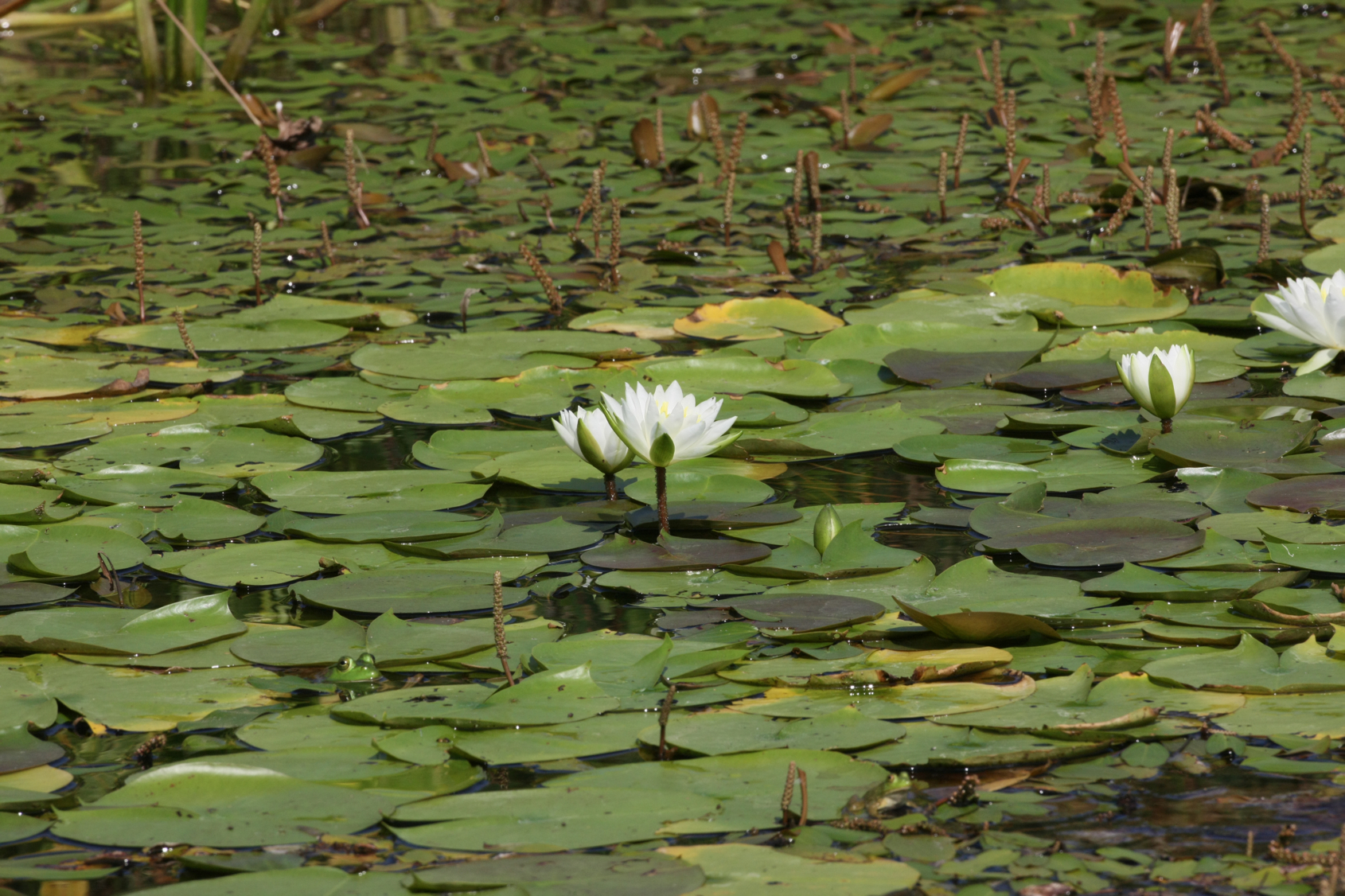 Full Size Image = 14464 K