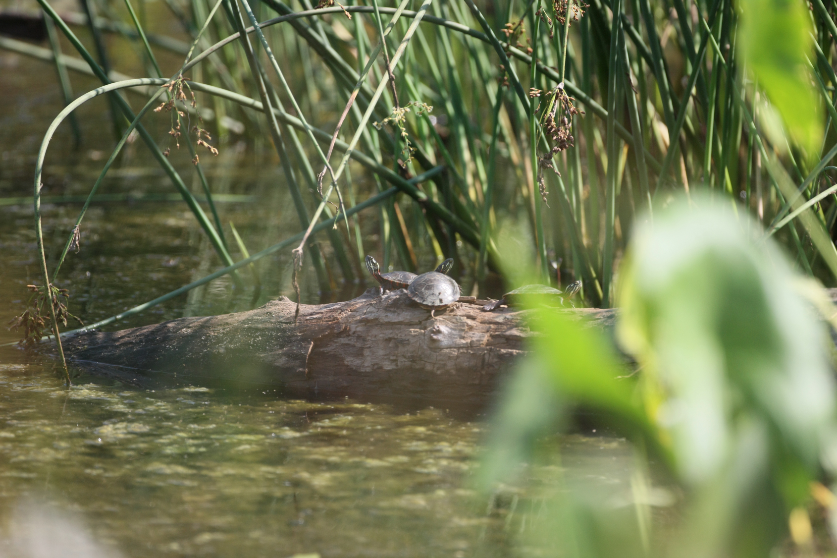 Full Size Image = 13143 K