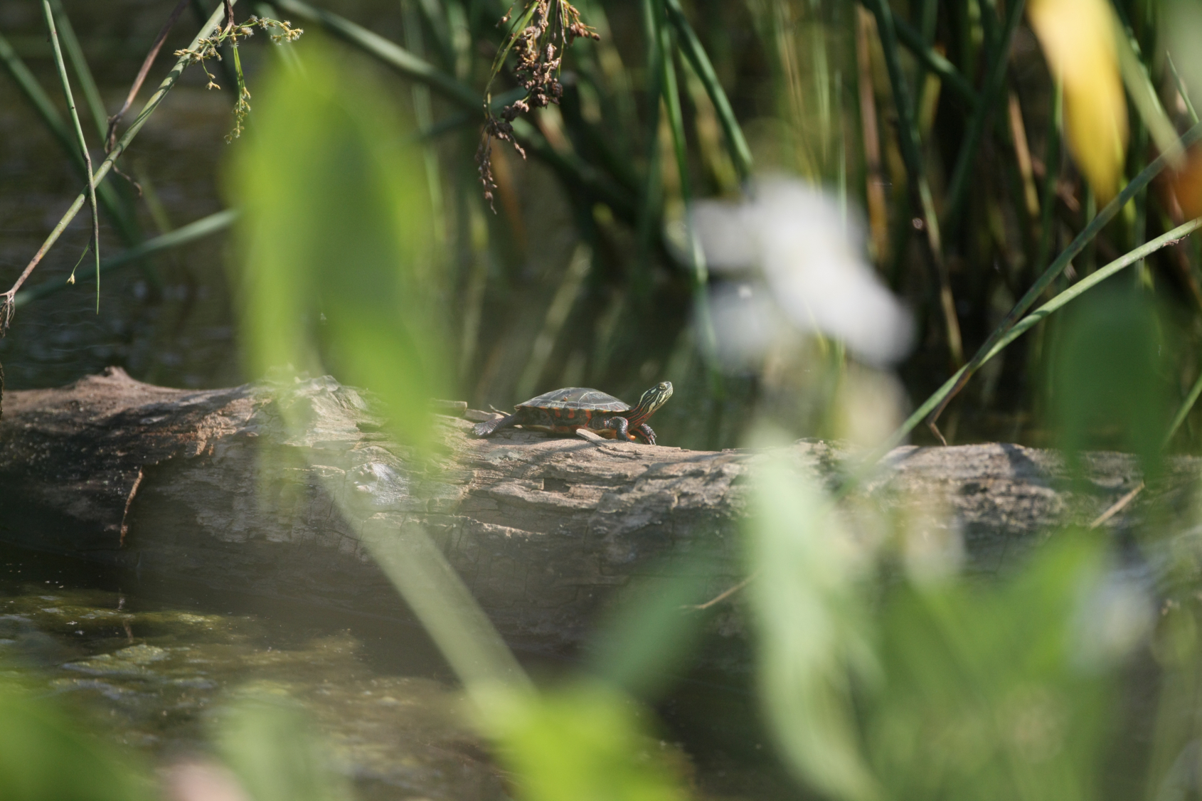 Full Size Image = 11959 K