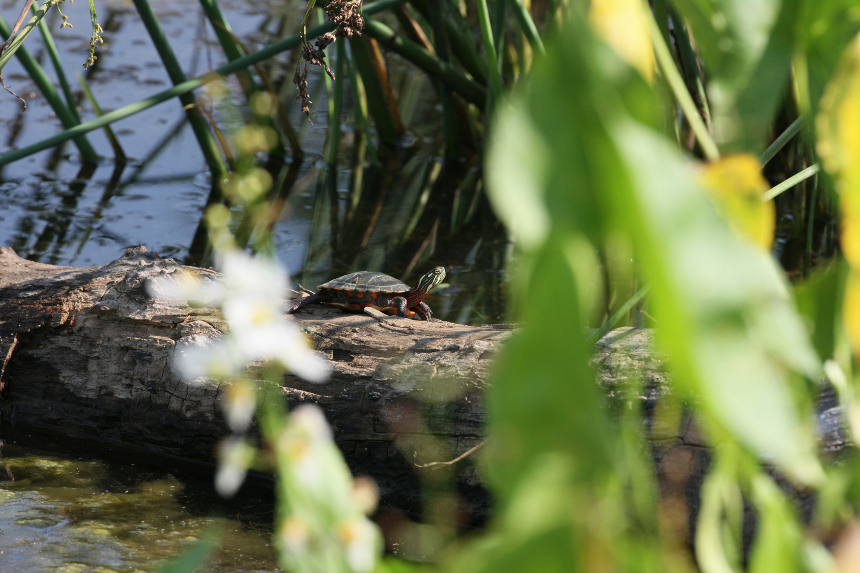 Full Size Image = 12794 K