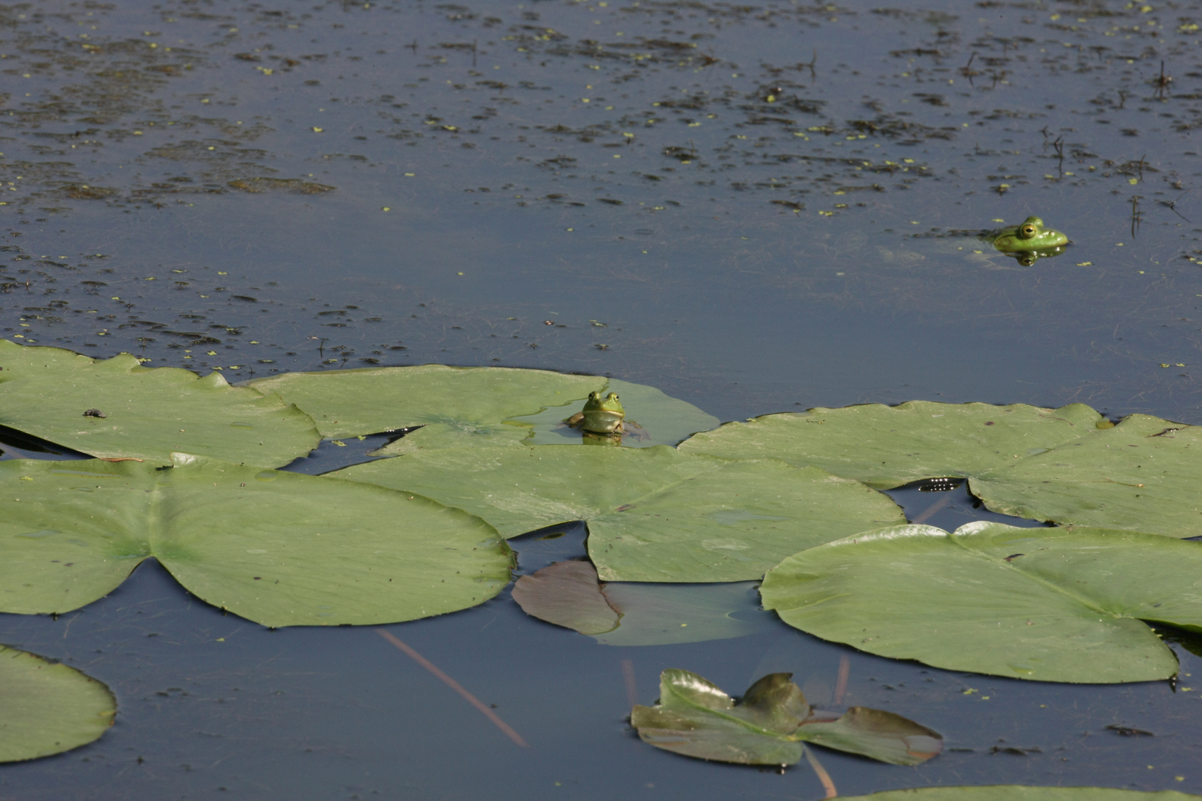 Full Size Image = 13092 K