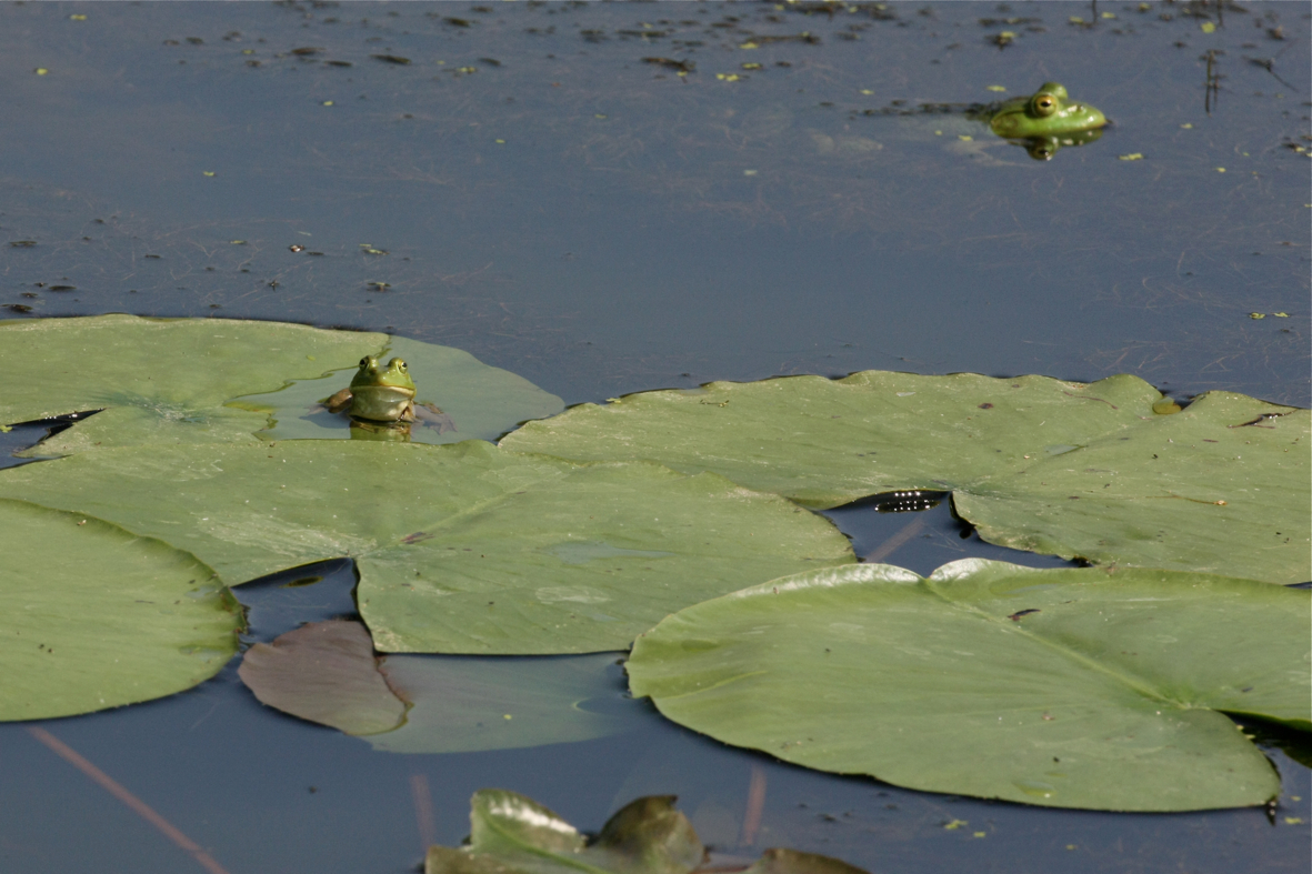 Full Size Image = 5431 K