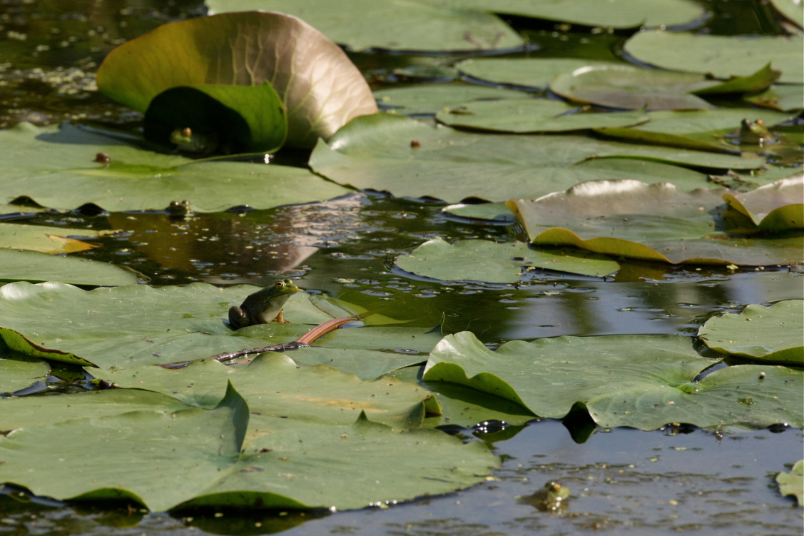 Full Size Image = 5282 K