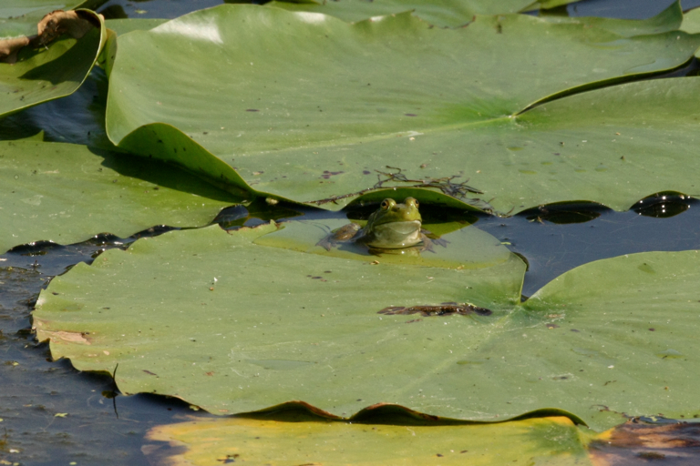 Full Size Image = 2480 K