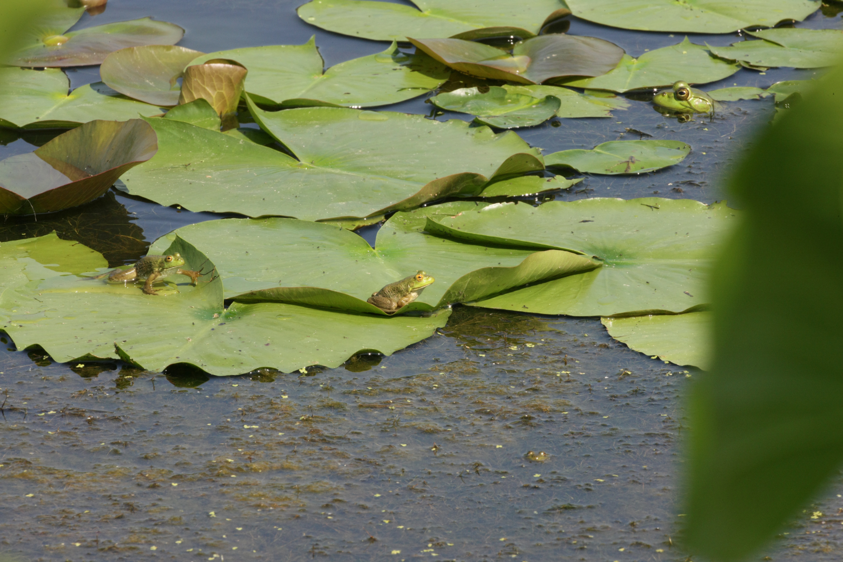 Full Size Image = 13825 K