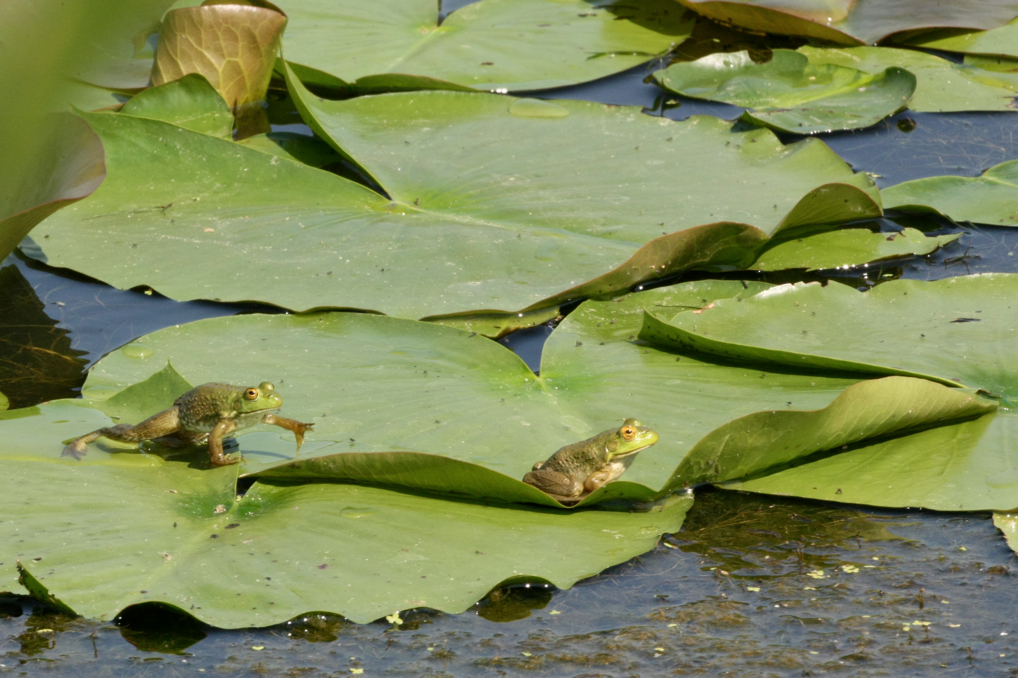 Full Size Image = 4613 K