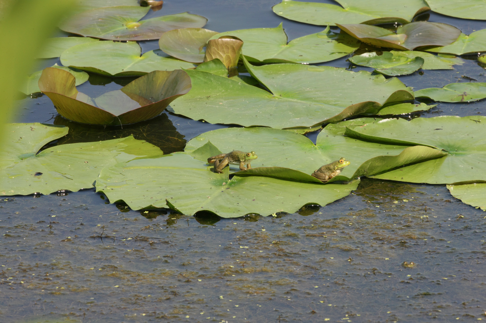 Full Size Image = 14041 K