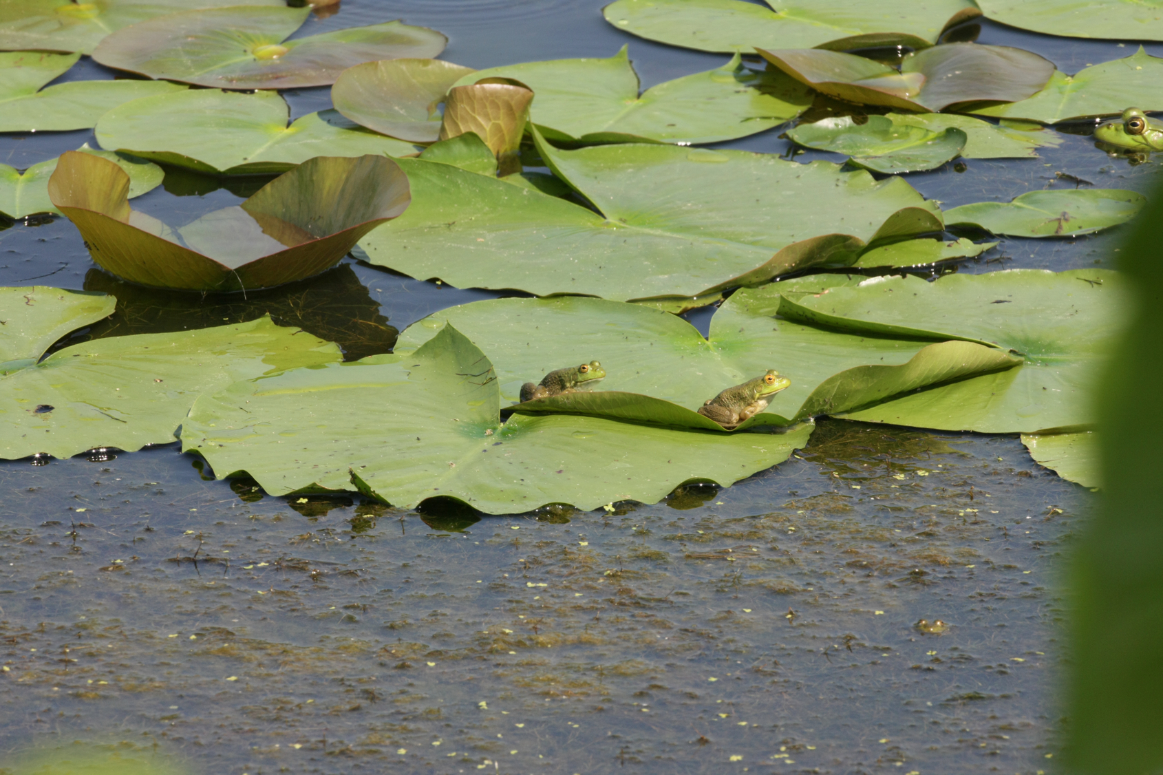 Full Size Image = 13839 K