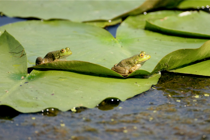 Full Size Image = 2302 K