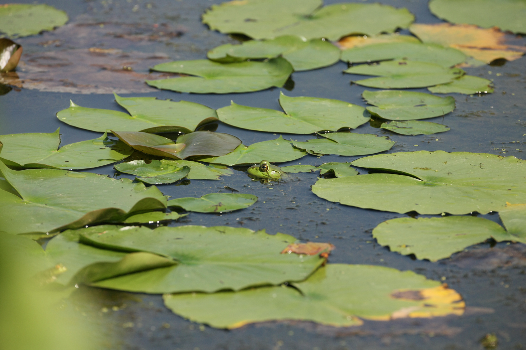 Full Size Image = 12783 K