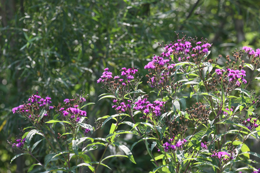 Full Size Image = 5153 K