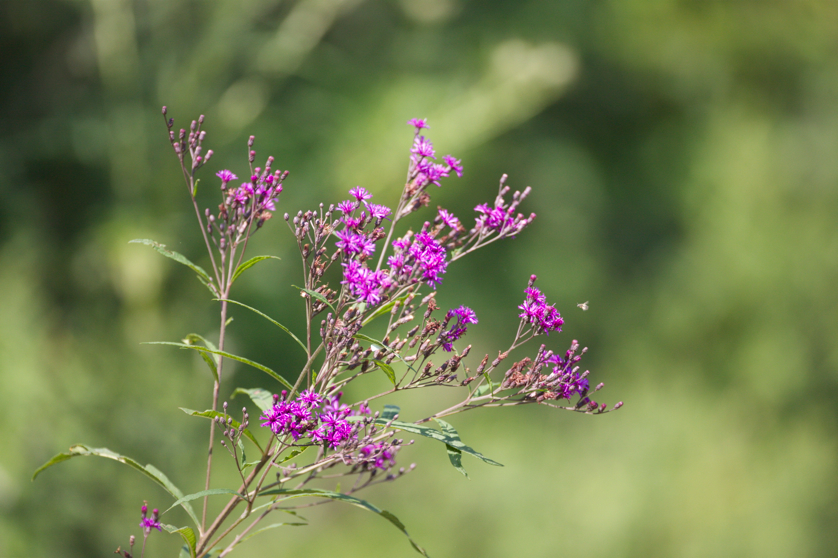 Full Size Image = 4168 K