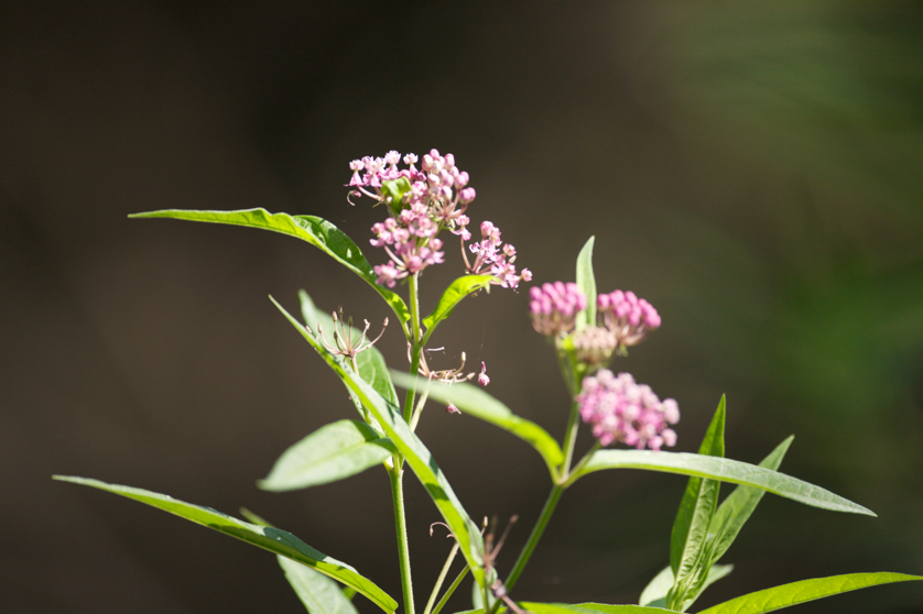 Full Size Image = 3829 K