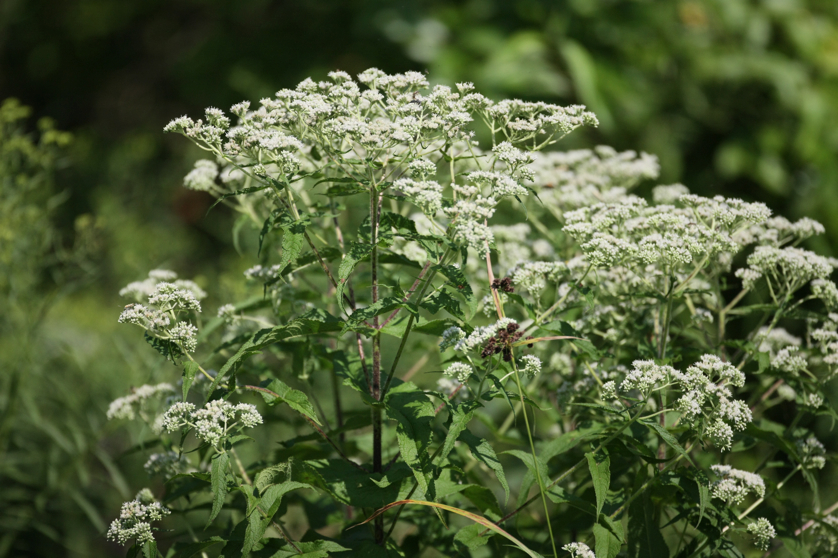 Full Size Image = 4359 K