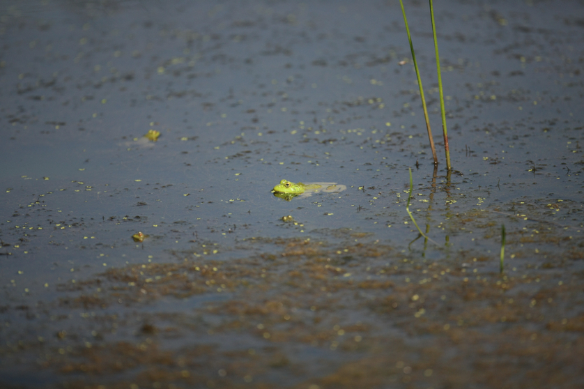 Full Size Image = 3724 K