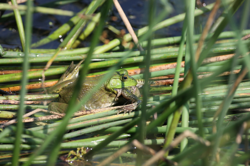 Full Size Image = 4098 K