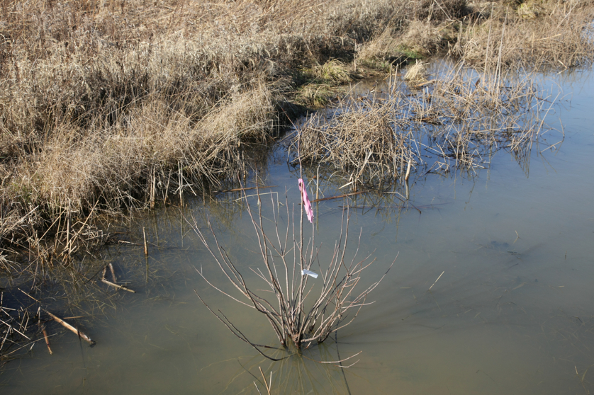 Full Size Image = 5491 K