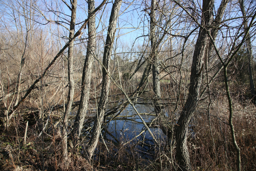 Full Size Image = 8408 K