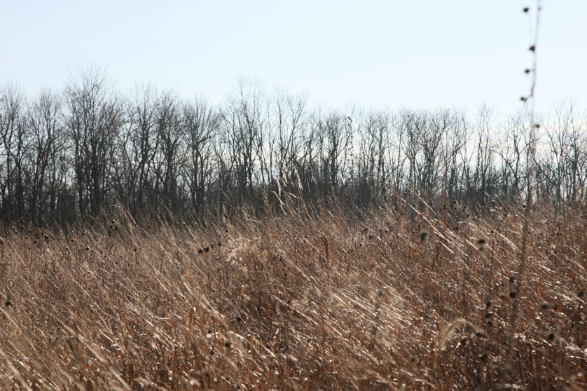 Full Size Image = 5641 K