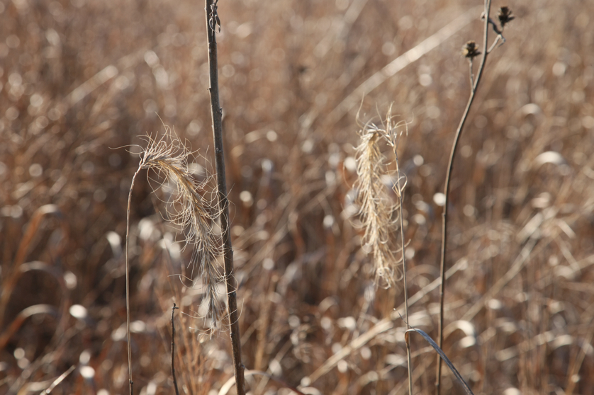 Full Size Image = 3317 K