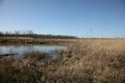 Toad Hall Wetland
